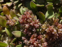 Polycarpon alsinifolium