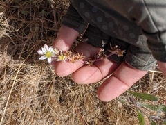 Dudleya blochmaniae blochmaniae