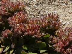 Polycarpon alsinifolium