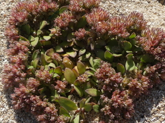 Polycarpon alsinifolium