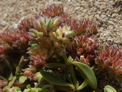 Polycarpon alsinifolium