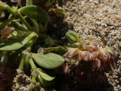 Polycarpon alsinifolium