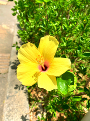 Hibiscus rosa-sinensis