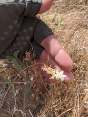 Dudleya blochmaniae blochmaniae