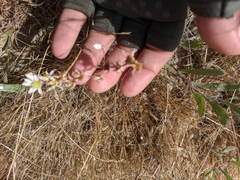 Dudleya blochmaniae blochmaniae