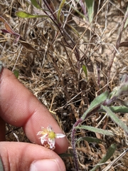 Dudleya blochmaniae blochmaniae