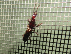 Arrhenodes minutus