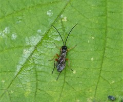 Ichneumonidae