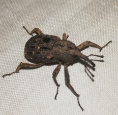 Sipalinus gigas