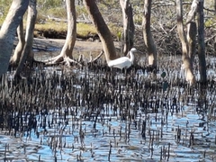 Egretta garzetta nigripes