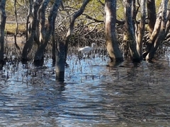Egretta garzetta nigripes