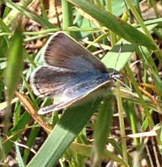 Icaricia icarioides missionensis
