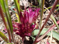 Allium falcifolium