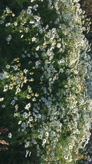 Tripleurospermum hookeri