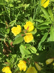 Oenothera pilosella