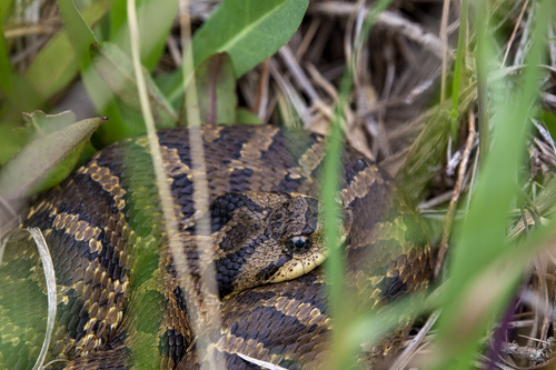 Eastern Hognose Snake photographed in Rhode Island