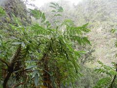 Bencomia