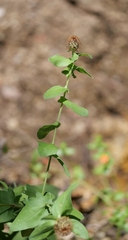 Centaurea pectinata