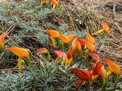 Lotus pyranthus