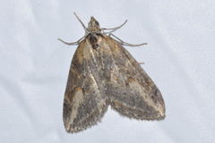 Chesias isabella