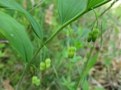Polygonatum