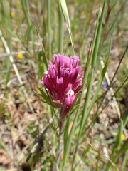 Castilleja exserta exserta