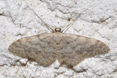 Idaea alyssumata
