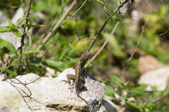 Anolis cybotes