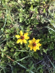 Coreopsis basalis