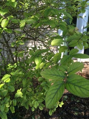 Chionanthus retusus