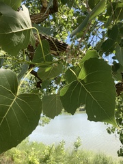 Populus deltoides