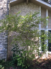 Chionanthus retusus