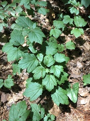 Viburnum acerifolium