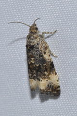 Endothenia