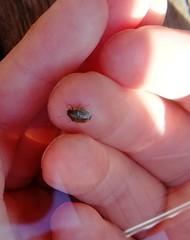 Neottiglossa pusilla