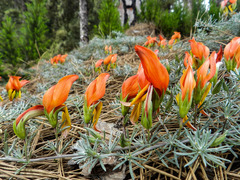 Lotus pyranthus