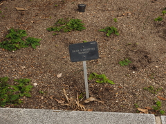 Salvia × sylvestris