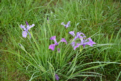 Iris tenax
