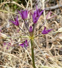 Allium peninsulare