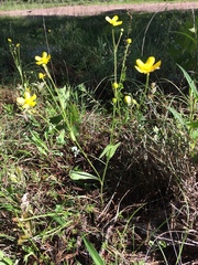Ranunculus forreri