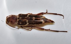 Xylotrechus smei