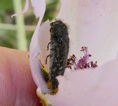 Acmaeodera
