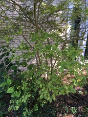 Chionanthus retusus