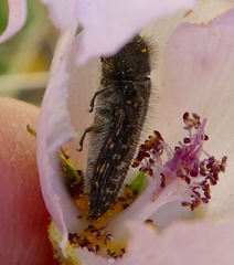 Acmaeodera