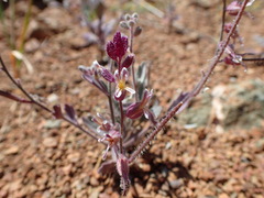Streptanthus hispidus