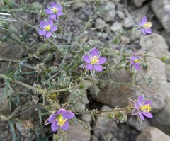 Spergularia bocconei
