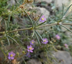 Spergularia bocconei