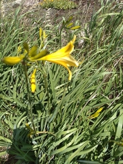 Hemerocallis lilioasphodelus