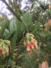 Macleania hirtiflora