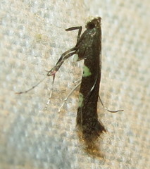 Caloptilia bimaculatella